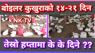 बोइलर कुखुराको तेस्रो हप्ता  Third week of boiler chicken Management of boiler chicken NK TV [upl. by Ardnahs]