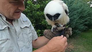 How to use the anklets jesses leash and swivel for falconry  birds of prey [upl. by Agathy]