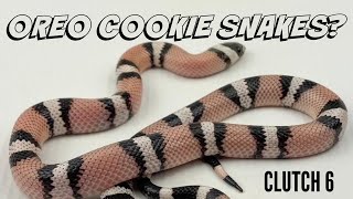 We have anerythristic quotOreo Cookiequot snakes and quotghostquot Honduran milksnakes [upl. by Baecher]