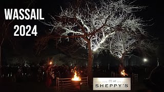 Wassail 2024  Sheppys Cider Orchards  Somerset [upl. by Jenei560]