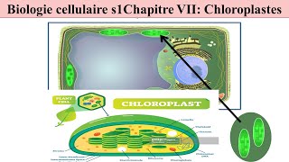 cours de biologie cellulaire s1 svi fssm et BCG 2023 les chloroplastes la structure et fonctions [upl. by Nelad]