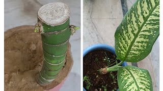 propagating new dieffenbachia Plant from an old plant  Dieffenbachia Plant ko regrow kaise kre [upl. by Rumpf788]