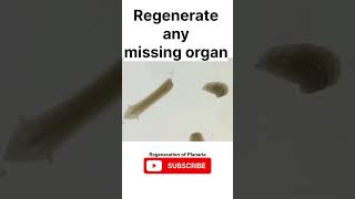 Regeneration in Planaria science biology sjw youtubeshorts shorts planaria [upl. by Matilda]