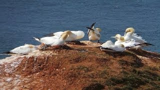 Helgoland Oberland Vögel und Tiere [upl. by Belak]