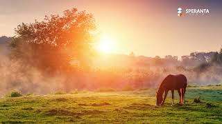 Cantari pentru suflet  Colaj cantari crestine [upl. by Ailyn]