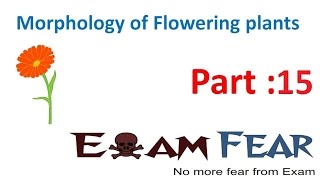 Biology Morphology of Flowering Plants part 15 Reticulate amp parallel Venation CBSE class 11 XI [upl. by Parnas]