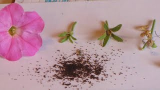 How to collect petunia seeds n save it for the coming season 🌺🌺🌺 [upl. by Little562]