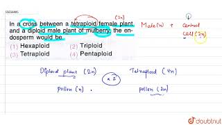 In a cross between a tetraploid female plantand a diploid male plant of mulberry [upl. by Dulla]