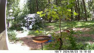 Tufted TItmouse amp Cardinals Showering [upl. by Pierrepont]