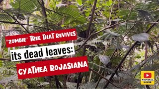 quotZombiequot tree that revives its dead leaves Cyathea rojasiana [upl. by Lorrie]