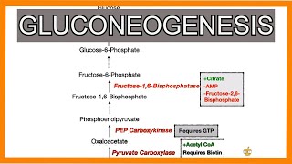 Gluconeogenesis [upl. by Durrett]