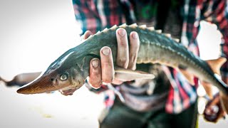 Jattrape de BEAUX SPÉCIMENS  Pêche Fleuve SaintLaurent  Esturgeon Bar rayé [upl. by Etnomal]