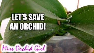 Saving Orchid from root rot dehydration and mealy bugs [upl. by Nylloc]