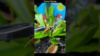 Venus flytrap growing and eating wasp TimeLapse [upl. by Malley]