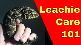 Rhacodactylus Leachianus Care [upl. by Aikemal]