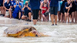 225Pound Sea Turtle Goes Home – Kirby the Loggerhead [upl. by Eleaffar]