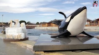 Marineland TV  Actu N°134  Joyeux anniversaire à notre orque INOUK qui fête ses 17 ans [upl. by Aniloj260]