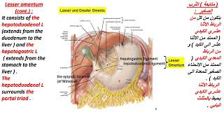 LIGAMENTS OF THE LIVER AND HEPATIC RECESSES الأربطة الكبدية و الأفضية حول الكبد [upl. by Akirehs318]