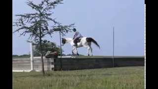 HORSES FOR SALE  Carolina Sport Horses [upl. by Ahseel]