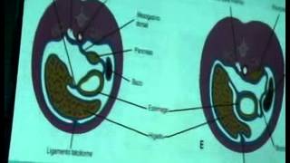 Modulo Desarrollo Extrauterino [upl. by Cloots60]