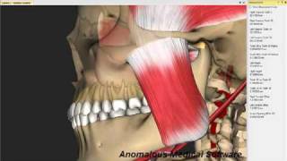 The Link Between Temporomandibular Internal Derangements and Consequential Malocclusionmp4 [upl. by Deron]