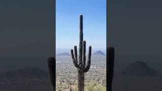 Discover the beauty of Phoenix one trail at a time 🏜️ phoenix arizona desert [upl. by Nerti]