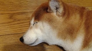 笑顔で眠る柴犬たち Two shibas which sleeps with a smile [upl. by Fausta]