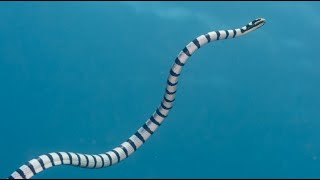 Facts The Sea Snake [upl. by Yur]