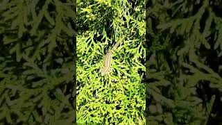 jaszczurka zwinka słońce lacerta agilis sand lizard sun InzynierKris [upl. by Aynat]