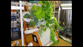 NFT hydroponics for Beginners Explaining amp depicting the Nutrient Film Technique [upl. by Zoha]