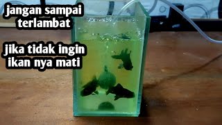 merawat ikan koki yg sakit terserang jamur atau bakteri [upl. by Aziar]