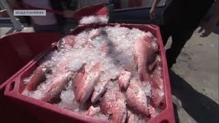 Governor DeSantis announces 103day Gulf Red Snapper recreational season for 2024 [upl. by Edahsalof]