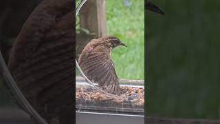 Carolina wren displaying its feathers in the window feeder [upl. by Korenblat]