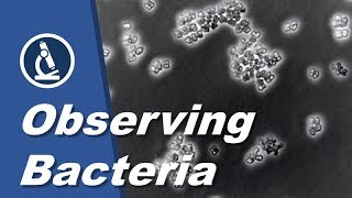 How to see BACTERIA with a microscope  Amateur Science [upl. by Dragone]