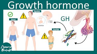 Growth hormone  Somatotrophin  regulation of growth hormone secretion Physiology  USMLE [upl. by Isidro]