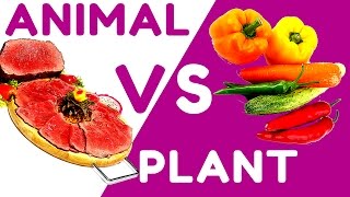 Remarkable Truth About Animal Protein vs Plant Protein [upl. by Spracklen270]