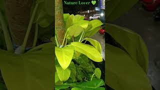 🌧Philodendron Ceylon Golden💚🌧nature rainmonsoon flute instrumental shortsfeed trending [upl. by Ellecrag636]