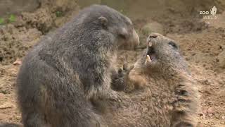 Und täglich grüßt das Murmeltier im Zoo Berlin  Marmots awake from hibernation at Zoo Berlin [upl. by Hillier]