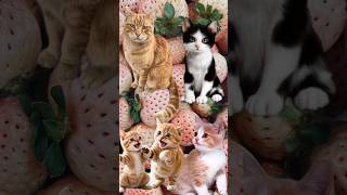 Funny cat meawwcat funny youtubeshorts shorts shortvideo [upl. by Kenta]