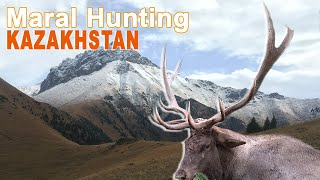 MARAL Hunting in Kazakhstan  2017 Chasse Cerf Maral Approche [upl. by Dutchman652]