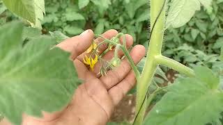 Nutrientes esenciales para la floración y el desarrollo del tomate [upl. by Britte792]