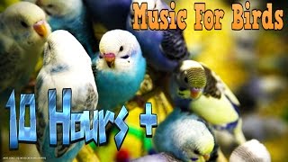 10 Hours  Calming Music For Birds  Budgies  Relaxing Music to Tame your Birds 3 [upl. by Allred]