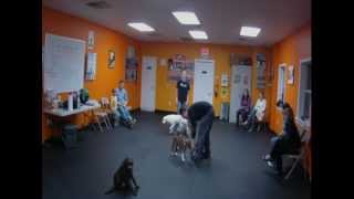 Puppy Kindergarten Group Classes with Urban Dawgs [upl. by Willis380]