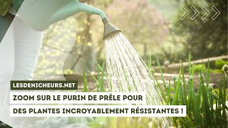 Zoom sur le purin de prêle pour des plantes incroyablement résistantes [upl. by Nnylyoj]