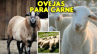 ¡CONOCIENDO LAS MEJORES RAZAS DE OVEJAS PARA CARNE ganaderias ovejasdecarne ovejas [upl. by Eimoan]