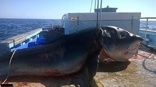 Top 10 Biggest Great White Sharks Ever Caught [upl. by Arias]