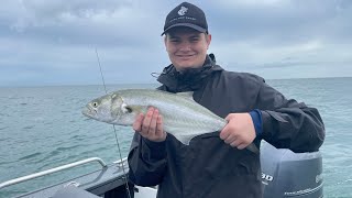 Tailor flathead tusk fish snapper toadfish catching tangalooma island [upl. by Ardni33]