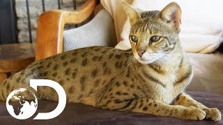 The Savannah The Largest Domestic Cats in the World  Cats 101 [upl. by Anawaj]