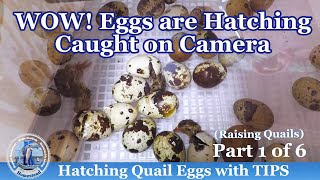 WOW Eggs are Hatching Caught on Camera  Tips on Hatching Quail Eggs [upl. by Notneuq761]