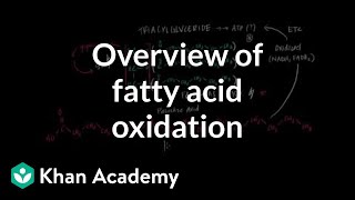 Overview of Fatty Acid Oxidation [upl. by Odicalp]